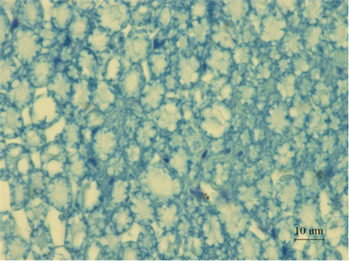 为大鼠的坐骨神经的固兰染色切片,右下角刻度即为标尺,显示该段长度即