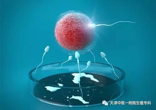 世界第一试管婴儿(世界第一试管婴儿是谁)-第2张图片-鲸幼网