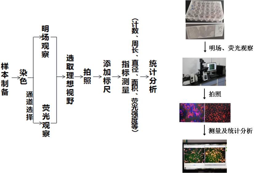 影像分析技术平台